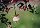 Fuchsien